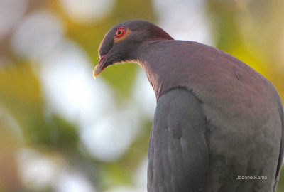 Scaly-naped Pigeon