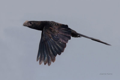 Smooth-billed Ani