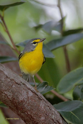 Adelaide's Warbler