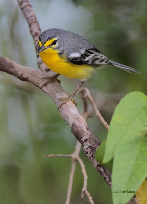 Adelaide's Warbler