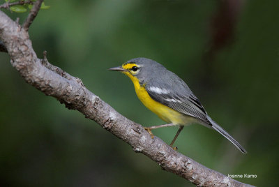 Adelaide's Warbler