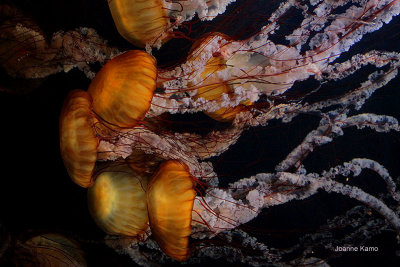Pacific Sea Nettle