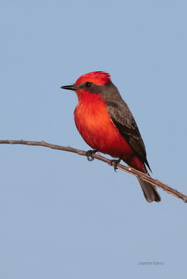 Vermillion Flycatcher