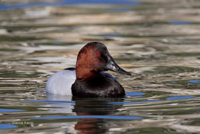 Canvasback