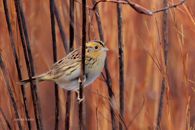 LeConte's Sparrow