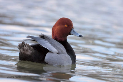 Redhead 