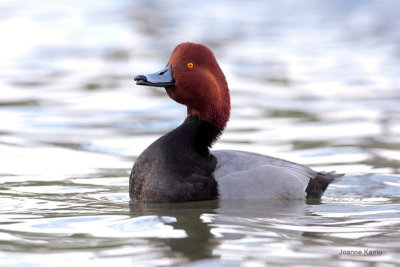 Redhead 