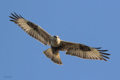 Rough-legged Hawk