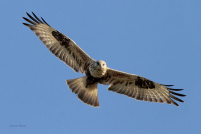 Rough-legged Hawk