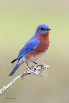 Eastern Bluebird