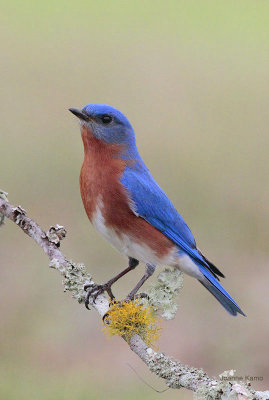 Eastern Bluebird