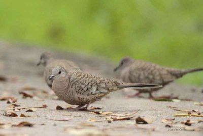 Inca Doves