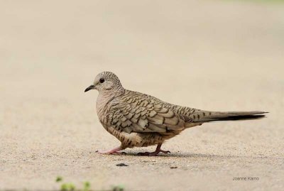 Inca Dove