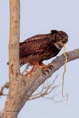 Great Horned Owl and Snake