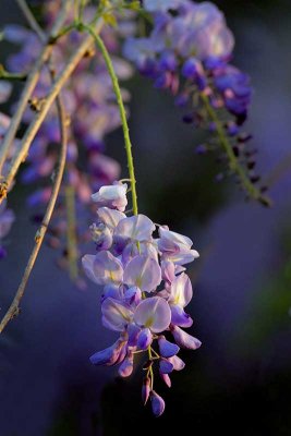 Wisteria