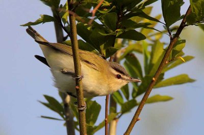 Red-eyed Vireo