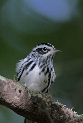 Black-and-White Warbler