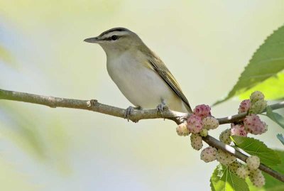 Red-eyed Vireo