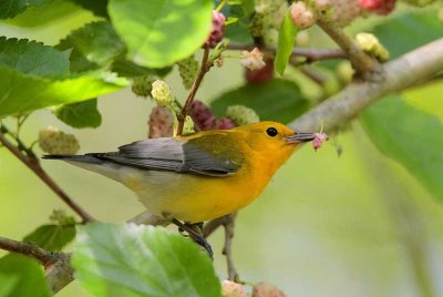 Prothonotary Warbler