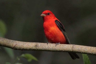 Scarlet Tanager