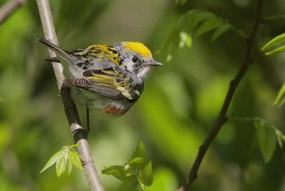 Chestnut-sided Warbler