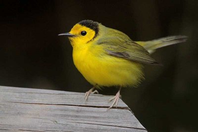 Hooded Warbler