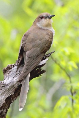 Black-billed cuckoo