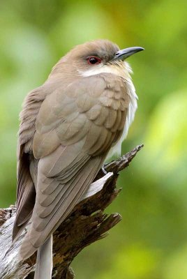 Black-billed Cuckoo