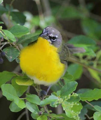 Yellow-Breasted Chat