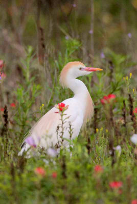 Cattle Egret
