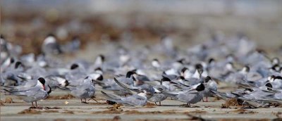 Migrating Terns