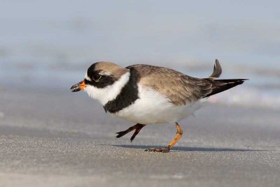 Semipalmated Plover