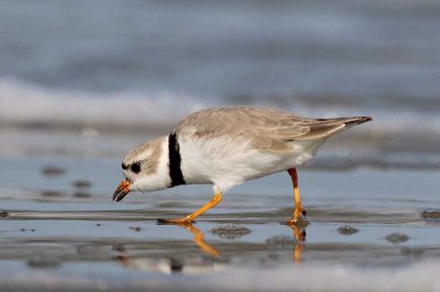 Piping Plover