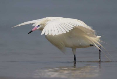 Reddish Egret (white morph)