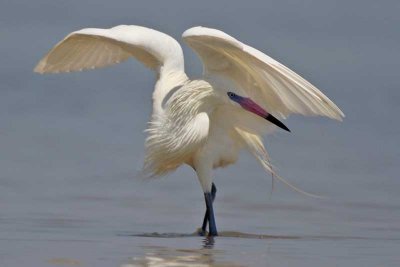 Reddish Egret (white morph)