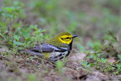 Exhausted Black-throated Green Warbler