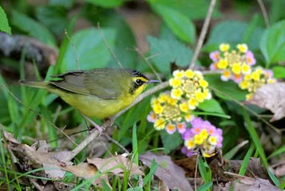 Kentucky Warbler