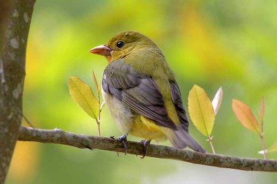 Scarlet Tanager - female