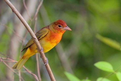 Summer Tanager