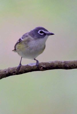 Blue-headed Vireo