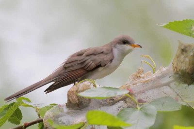 Yellow-billed Cuckoo 