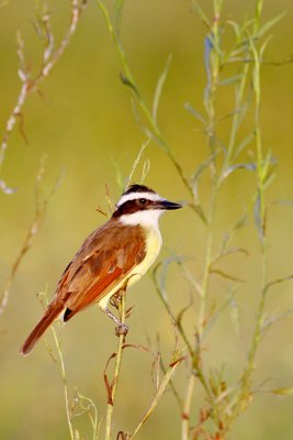 Great Kiskadee