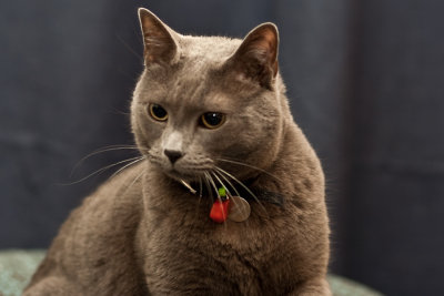 Yogi: Great Grey Cat