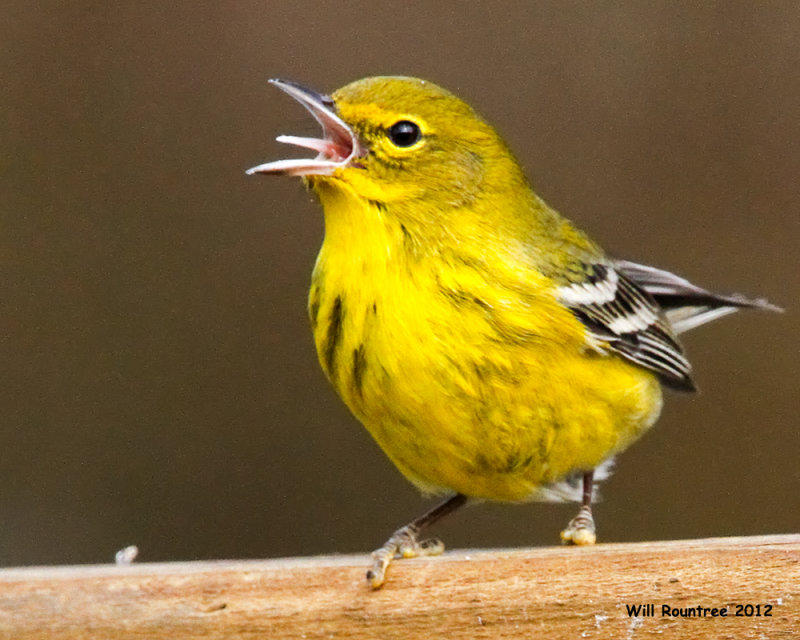 _MG_8702_PineWarbler.jpg