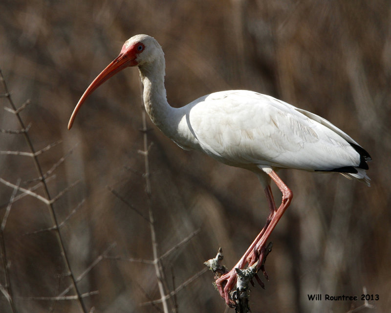 _MG_1258_WhiteIbis.jpg