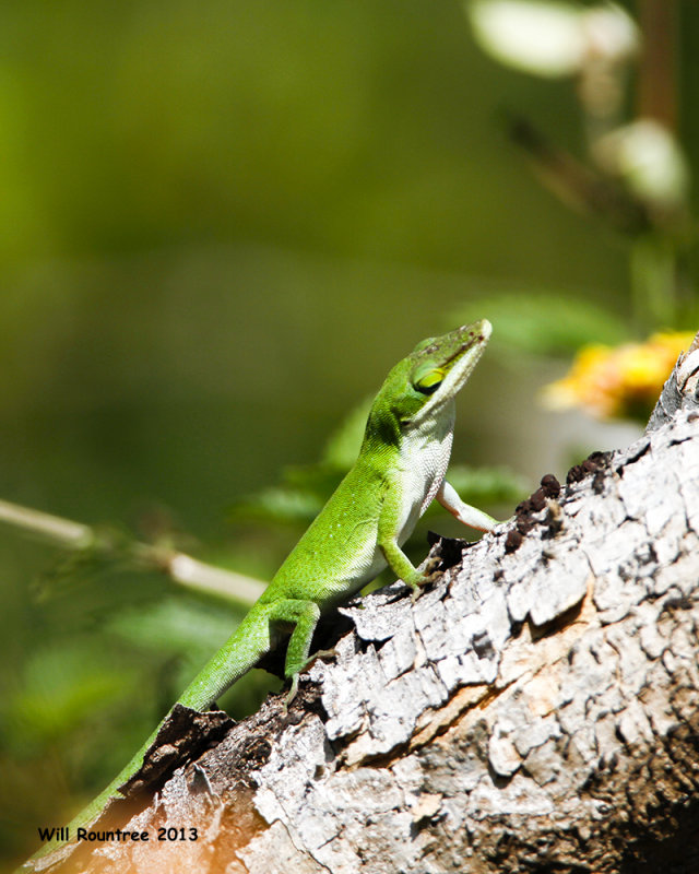 _MG_4255_AnoleLizard.jpg