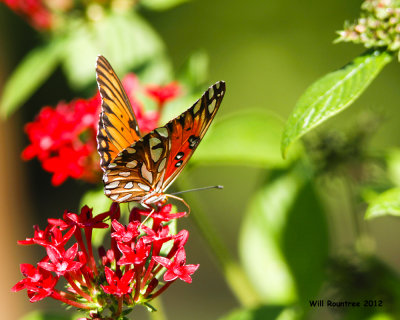 _MG_7626_GulfFritillary.jpg