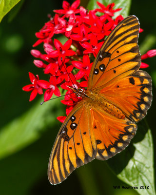 _MG_7649_GulfFritillary.jpg