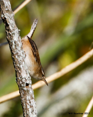 _MG_7908_MarshWren.jpg