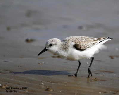 _MG_8102_Sanderling.jpg